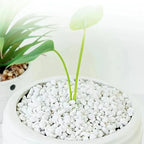 1l de alta qualidade perlite suculenta orquídea universal planta fundo pavimentação uso decorativo plantador superfície pavimentação, rastejando cama para animais de estimação
