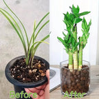 Fervas de argila expandidas hidropônicas de jardim – pelotas ovais de cerâmica orgânica para vasos, plantadores, orquídeas, suculentas, drenagem inferior