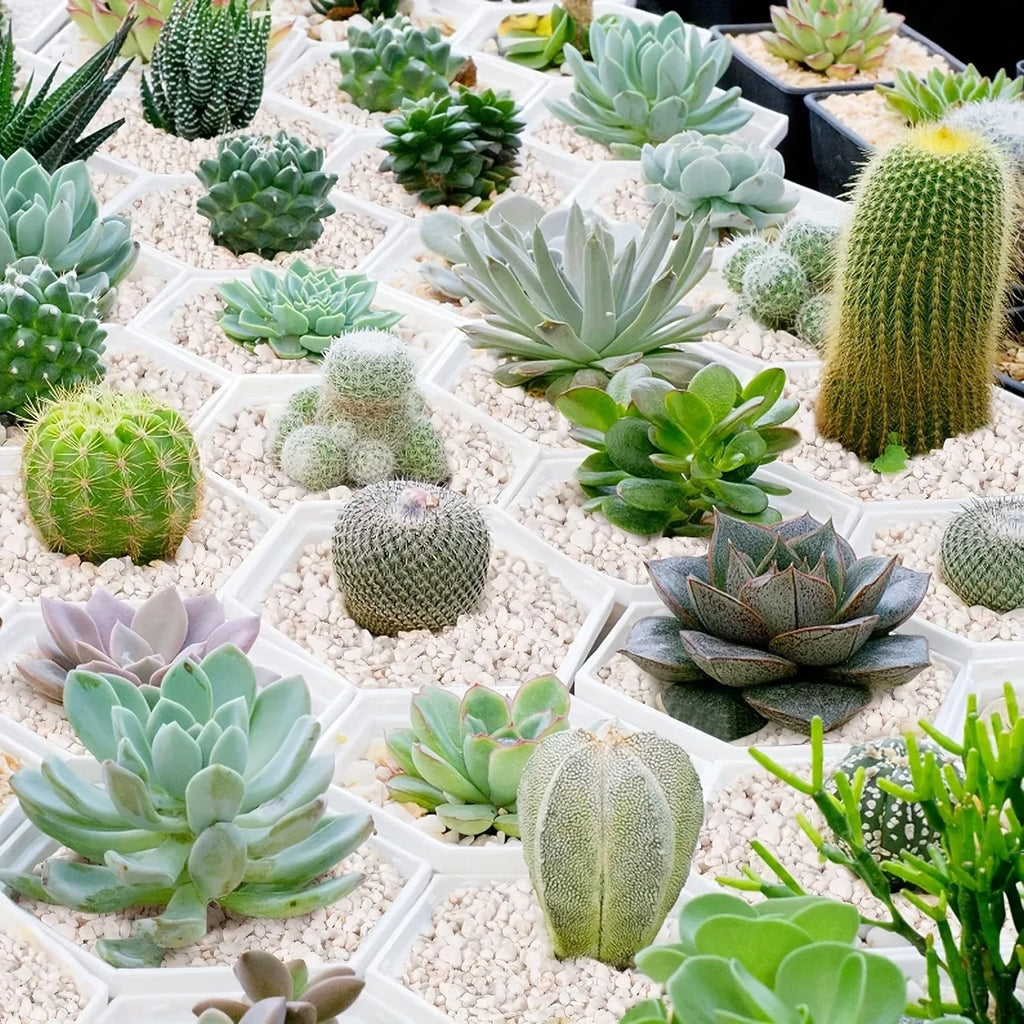 1l de alta qualidade perlite suculenta orquídea universal planta fundo pavimentação uso decorativo plantador superfície pavimentação, rastejando cama para animais de estimação