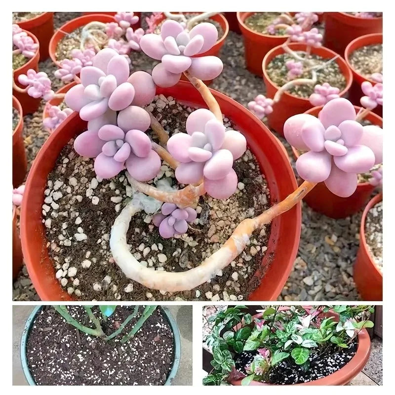 1l de alta qualidade perlite suculenta orquídea universal planta fundo pavimentação uso decorativo plantador superfície pavimentação, rastejando cama para animais de estimação