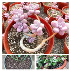 1l de alta qualidade perlite suculenta orquídea universal planta fundo pavimentação uso decorativo plantador superfície pavimentação, rastejando cama para animais de estimação